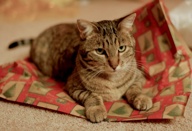 mačička v baliacom papieri