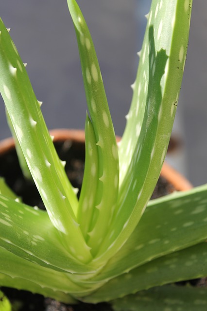 léčivé aloe vera