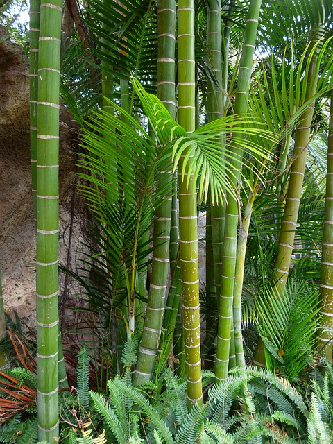 bambusová palma