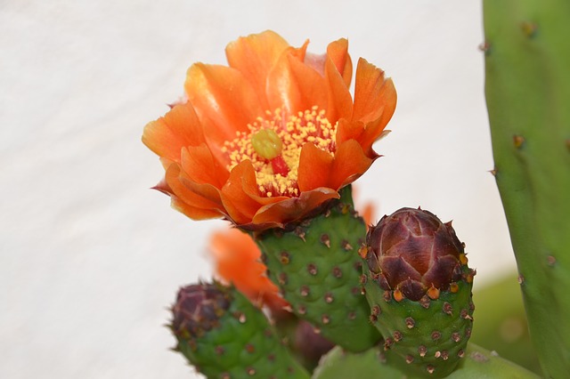 nenáročný kaktus 