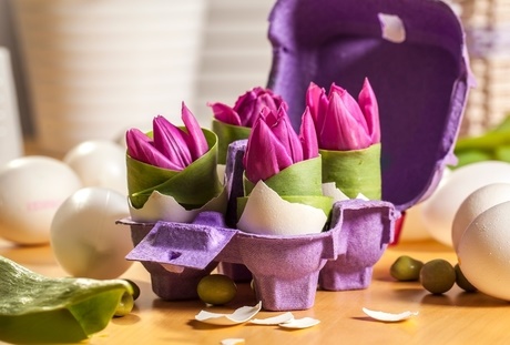 tulipány ve skořápce obalené listem