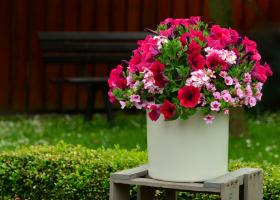 Letné kvetinové dekorácie rýchlo a jednoducho