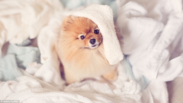 malý psík v bielych uterákoch