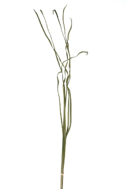 Kvetina Jolipa Tráva (Zelená)