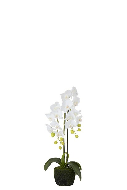 Kvetina Jolipa Orchidea Oriental Waterfall (S) (Biela)