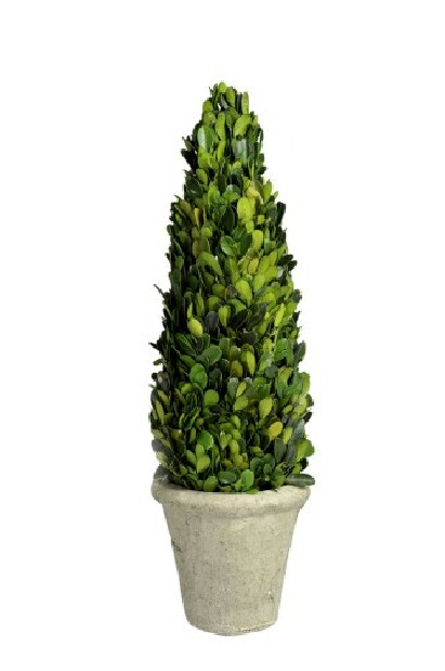 Kvetina Jolipa Strom (11x11x40cm) (Zelená)
