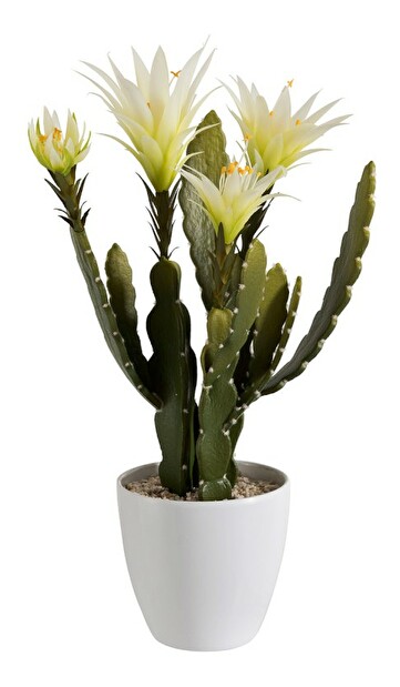 Kvetina Jolipa Črepniková rastlina (15x16x48cm) (Zelená)