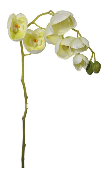 Kvetina Jolipa Orchidea (81x0x0cm) (Biela + Zelená)