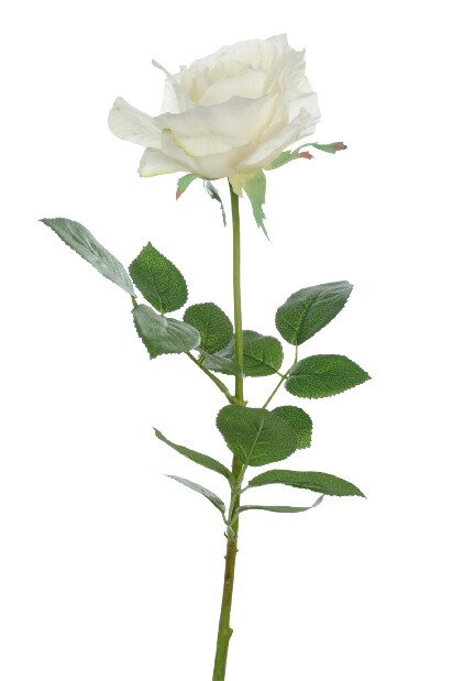 Kvetina Jolipa Ruža (74x0x0cm) (Biela)