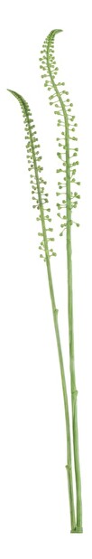 Kvetina Jolipa Vetvička (10x5x75cm) (Zelená)