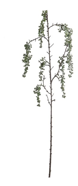 Kvetina Jolipa Vetvička (10x10x94cm) (Zelená)