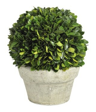 Kvetina Jolipa Črepniková rastlina (18x18x20cm) (Zelená)