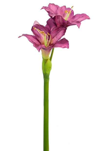 Kvetina Jolipa Amarylis (Fialová)