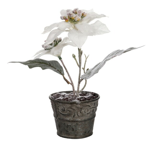 Kvetina Jolipa Črepniková rastlina (10x10x19cm) (Biela)