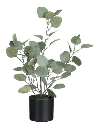 Kvetina Jolipa Črepniková rastlina (12x12x43cm) (Zelená)