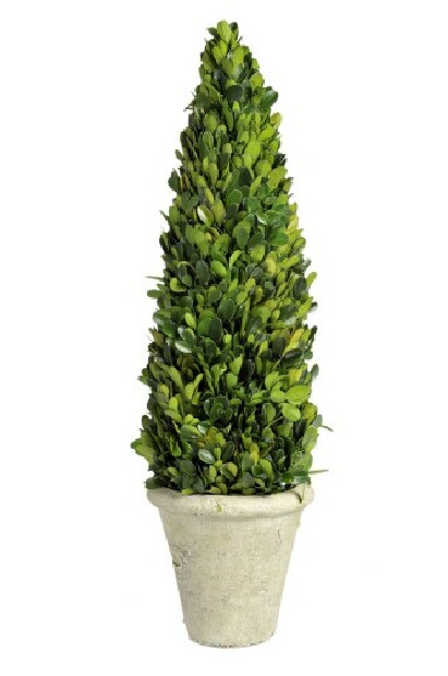Kvetina Jolipa Strom (13x13x50cm) (Zelená)