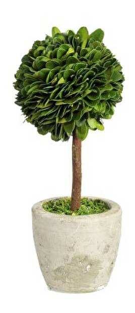 Kvetina Jolipa Črepniková rastlina (10x10x24cm) (Zelená)