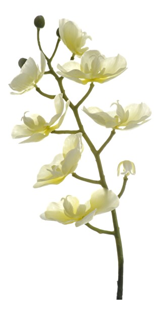 Kvetina Jolipa Orchidea (Slonovina)