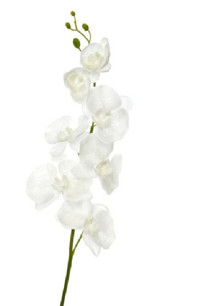 Kvetina Jolipa Orchidea (98x0x0cm) (Biela)