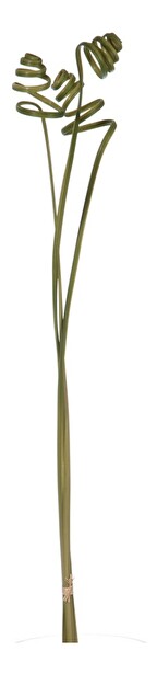 Kvetina Jolipa Tráva (100cm) (Zelená)