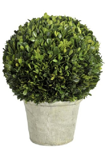 Kvetina Jolipa Črepniková rastlina (30x30x41cm) (Zelená)