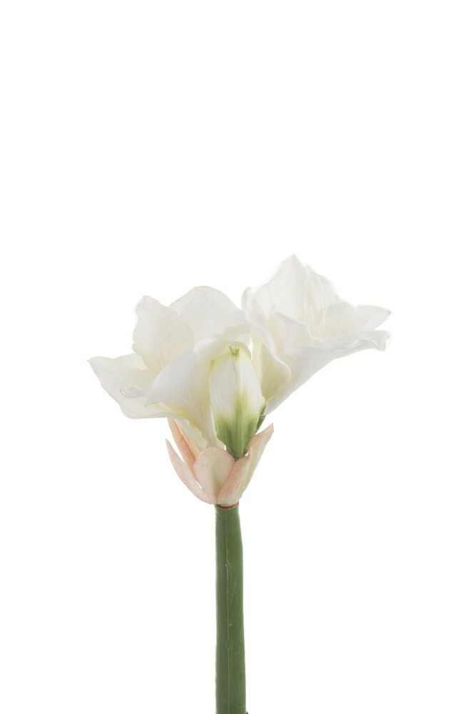 Kvetina Jolipa Amarylis (10x10x36cm) (Biela)