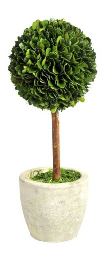 Kvetina Jolipa Črepniková rastlina (12x12x30cm) (Zelená)