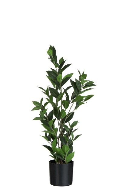 Kvetina Jolipa Črepniková rastlina Monde Sauvage (15x15x68cm) (Zelená)