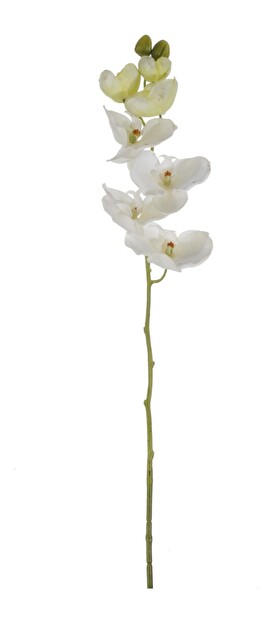 Kvetina Jolipa Orchidea (81x0x0cm) (Slonovina)