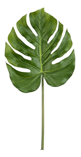 Kvetina Jolipa List (1x1x81cm) (Zelená)