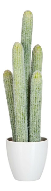 Kvetina Jolipa Črepniková rastlina (17x14x54cm) (Zelená)